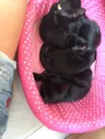 Gatinhos pretos