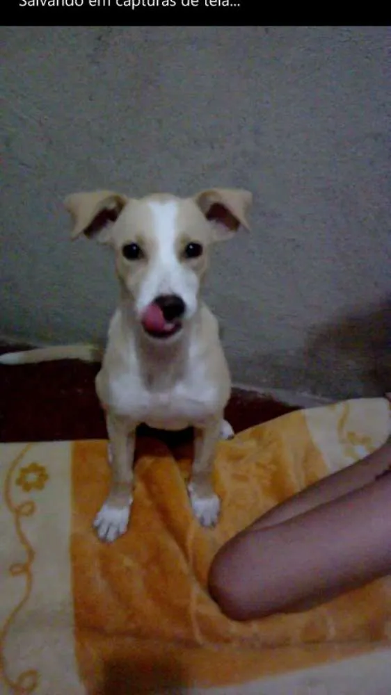 Cachorro ra a SRD idade 2 a 6 meses nome Clara