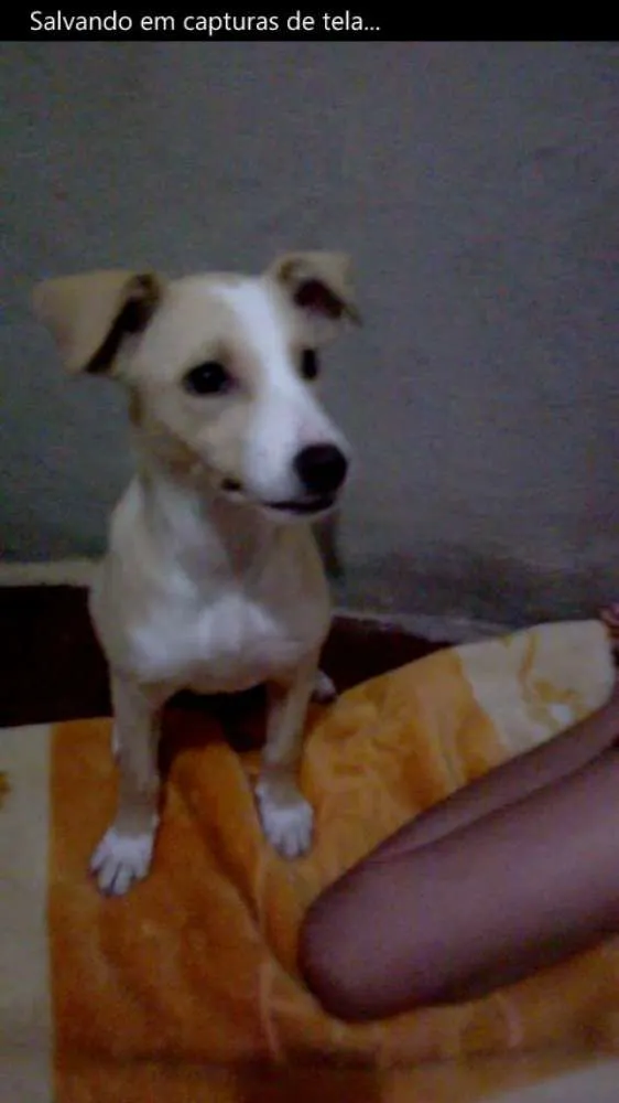 Cachorro ra a SRD idade 2 a 6 meses nome Clara