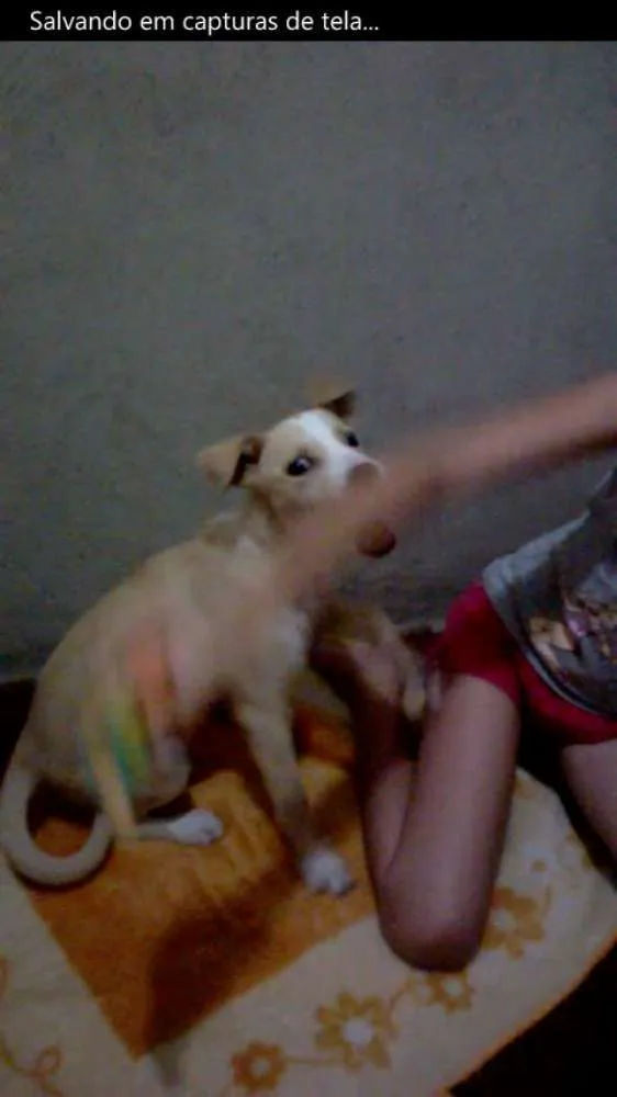 Cachorro ra a SRD idade 2 a 6 meses nome Clara