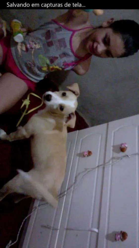 Cachorro ra a SRD idade 2 a 6 meses nome Clara