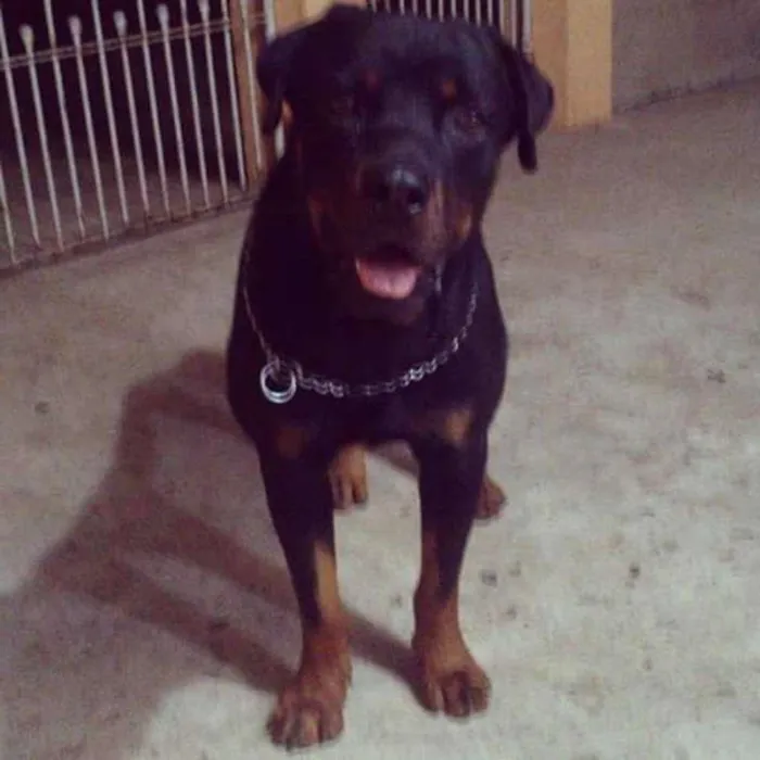 Cachorro ra a Rottweiler idade 2 anos nome Max