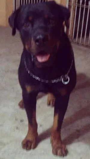 Cachorro raça Rottweiler idade 2 anos nome Max