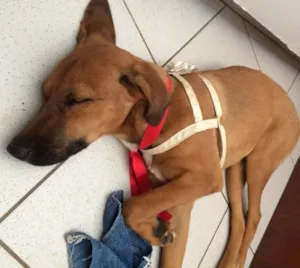 Cachorro raça RSD idade 2 a 6 meses nome Sem nome