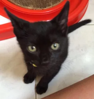 Gato raça Srd idade 2 a 6 meses nome Gatinhos pretos