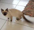 Pan