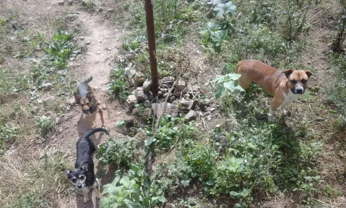 Cachorro ra a Desconheço idade 1 ano nome Sem nomes