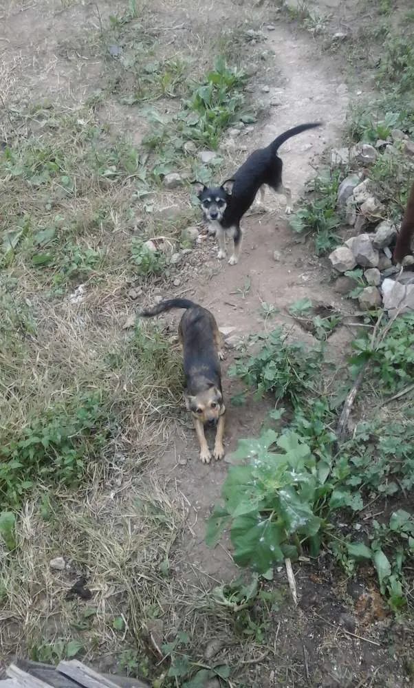 Cachorro ra a Desconheço idade 1 ano nome Sem nomes