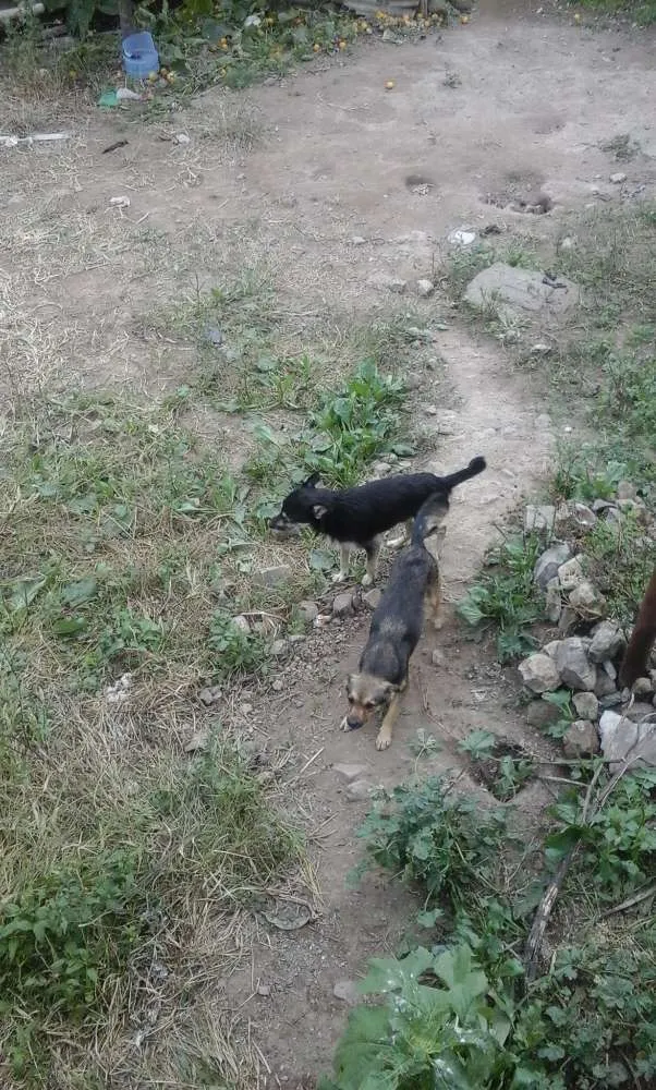 Cachorro ra a Desconheço idade 1 ano nome Sem nomes