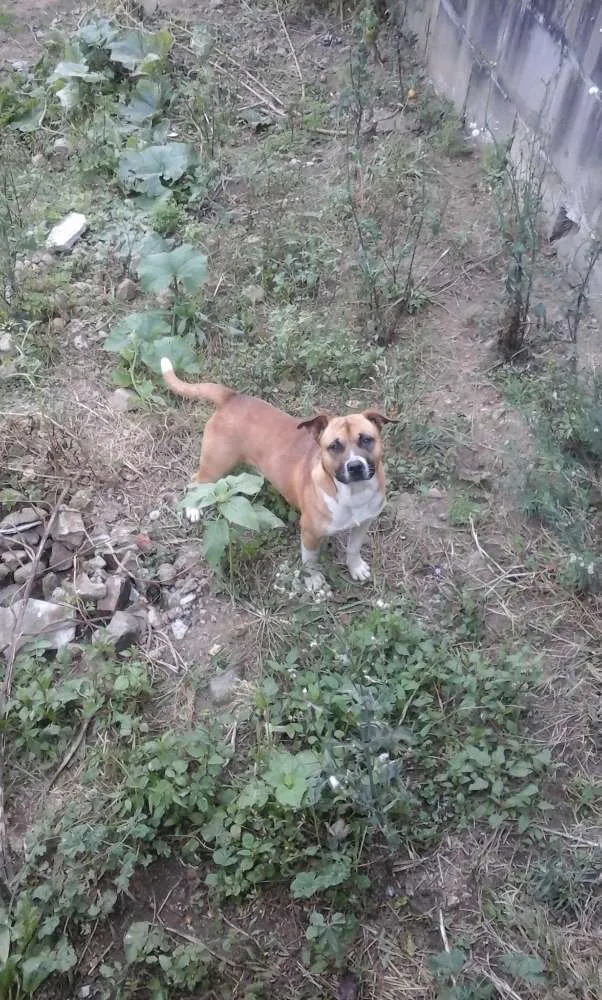 Cachorro ra a Desconheço idade 1 ano nome Sem nomes