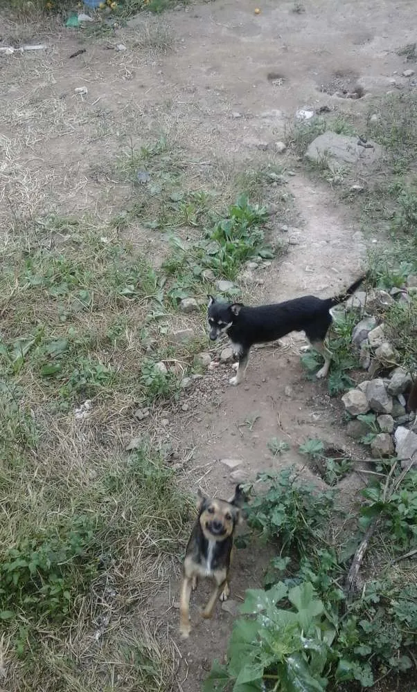 Cachorro ra a Desconheço idade 1 ano nome Sem nomes