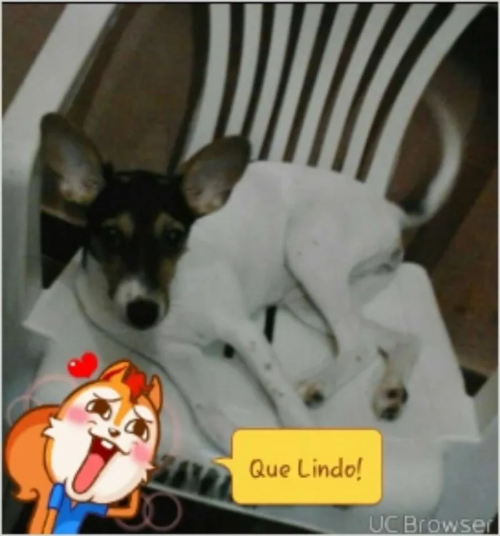 Cachorro raça pinche com vira lata idade 7 a 11 meses nome serena