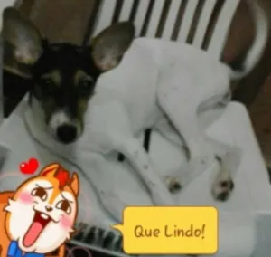 Cachorro raça pinche com vira lata idade 7 a 11 meses nome serena