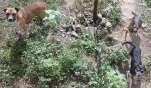 Cachorro raça Desconheço idade 1 ano nome Sem nomes