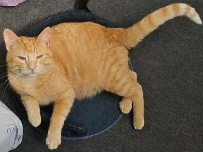 Gato ra a srd idade 1 ano nome Leonel 
