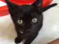 Gatinhos pretos