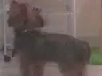 Kico