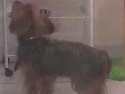 Cachorro raça Yorshire idade 3 anos nome Kico