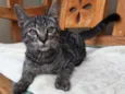 Gatinho