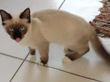 Gato raça  idade  nome Pan