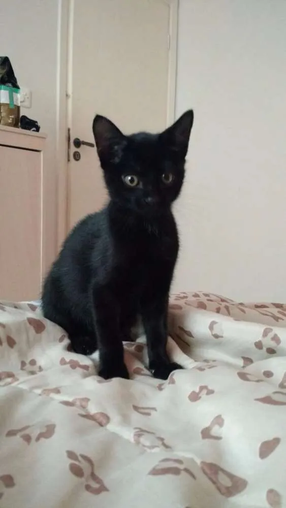 Gato ra a Gato idade Abaixo de 2 meses nome Sem Nome