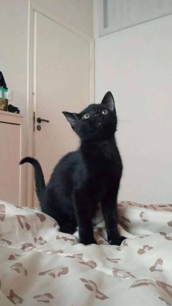 Gato ra a Gato idade Abaixo de 2 meses nome Sem Nome