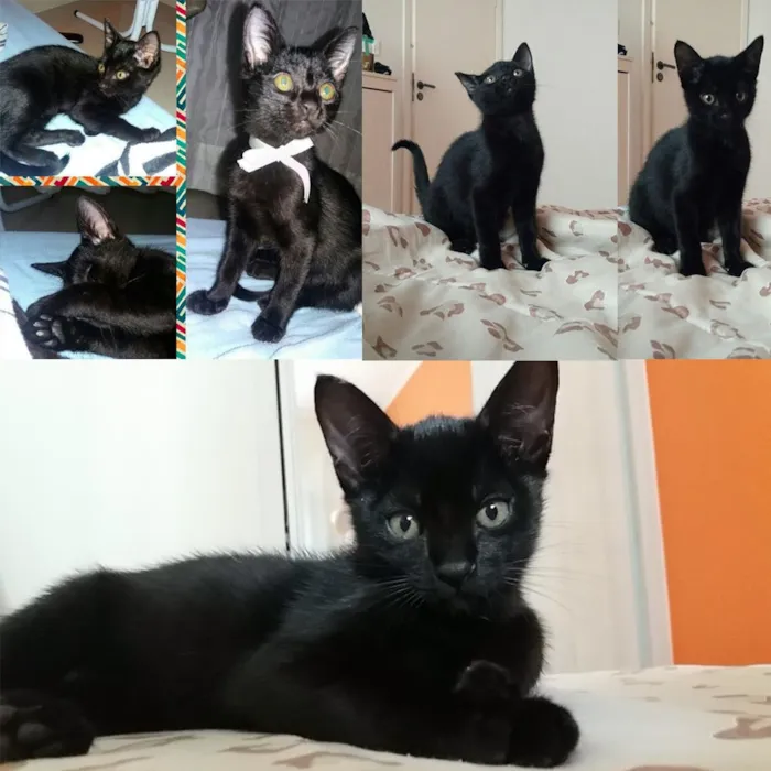 Gato ra a Gato idade Abaixo de 2 meses nome Sem Nome