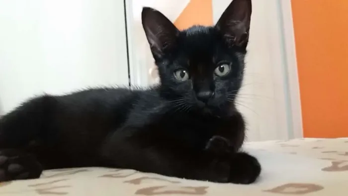 Gato ra a Gato idade Abaixo de 2 meses nome Sem Nome