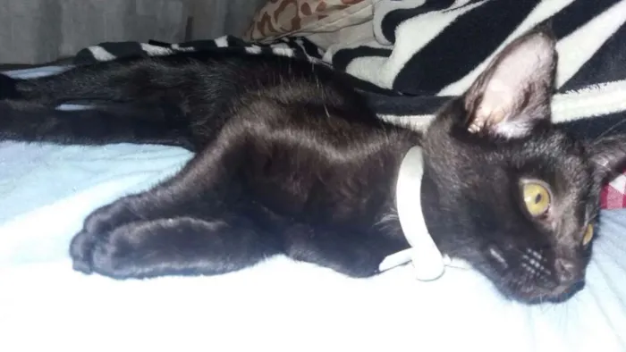 Gato ra a Gato idade Abaixo de 2 meses nome Sem Nome