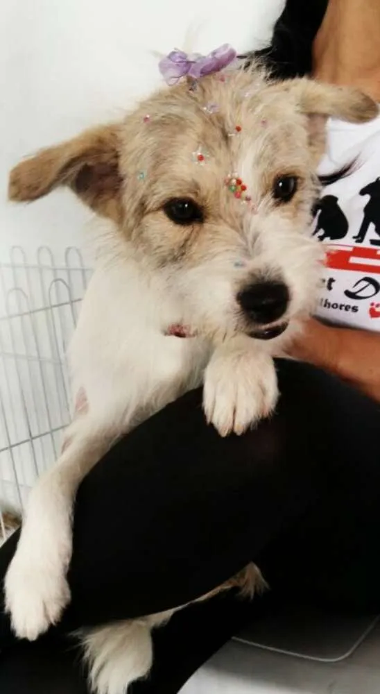 Cachorro ra a srd idade 7 a 11 meses nome Princesa