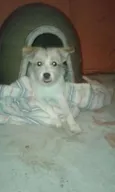 Princesa