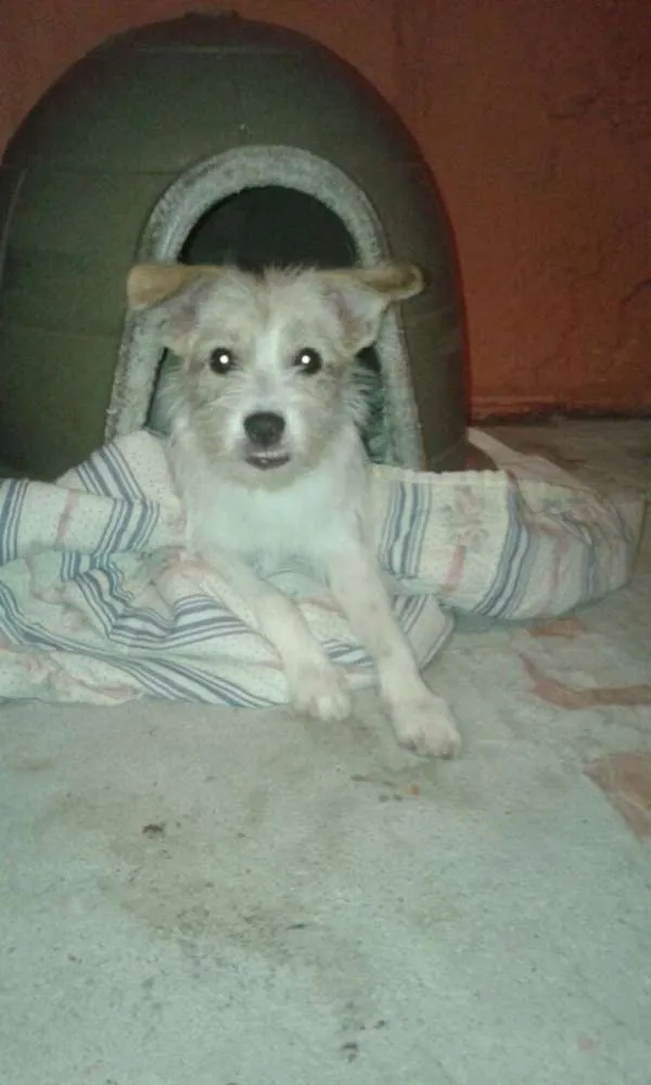 Cachorro ra a srd idade 7 a 11 meses nome Princesa
