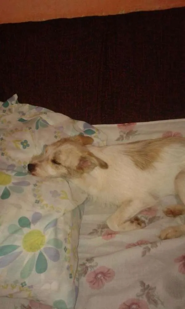 Cachorro ra a srd idade 7 a 11 meses nome Princesa
