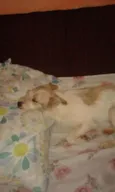Princesa
