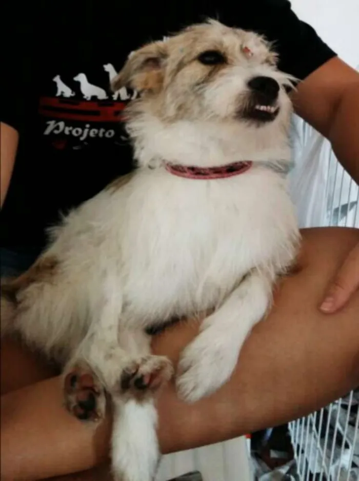 Cachorro ra a srd idade 7 a 11 meses nome Princesa