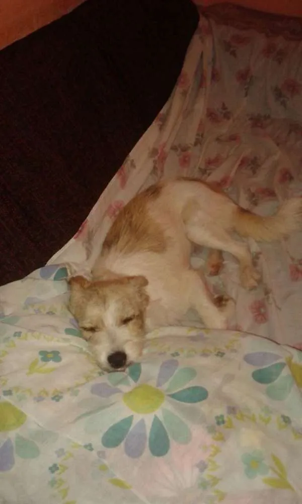 Cachorro ra a srd idade 7 a 11 meses nome Princesa