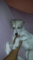 Princesa