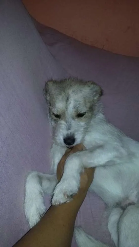 Cachorro ra a srd idade 7 a 11 meses nome Princesa