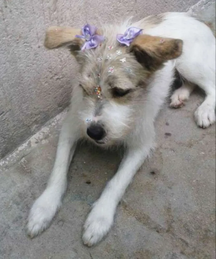Cachorro ra a srd idade 7 a 11 meses nome Princesa