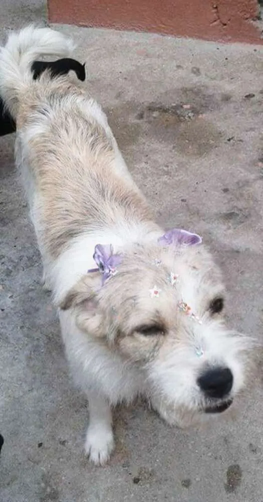 Cachorro ra a srd idade 7 a 11 meses nome Princesa