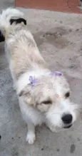Princesa