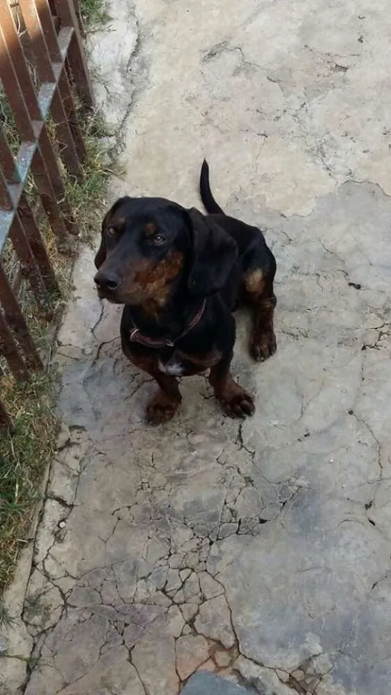 Cachorro ra a Basset idade 1 ano nome ADOTE