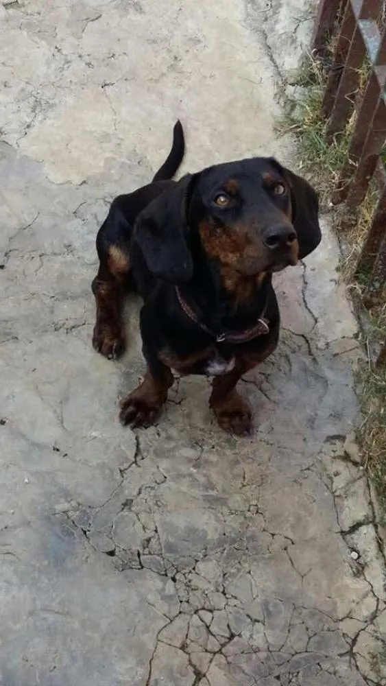 Cachorro ra a Basset idade 1 ano nome ADOTE