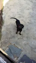ADOTE