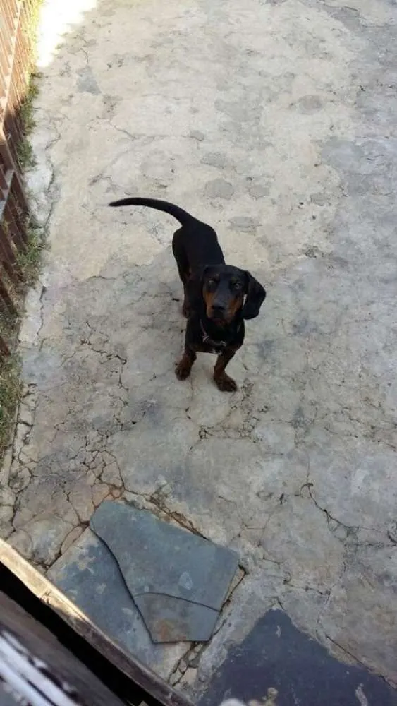 Cachorro ra a Basset idade 1 ano nome ADOTE