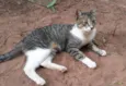 Pantherinha