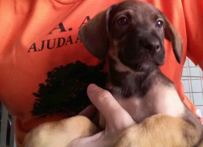 Cachorro ra a SRD idade Abaixo de 2 meses nome Polly