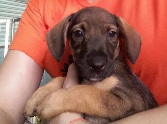 Cachorro ra a SRD idade Abaixo de 2 meses nome Polly