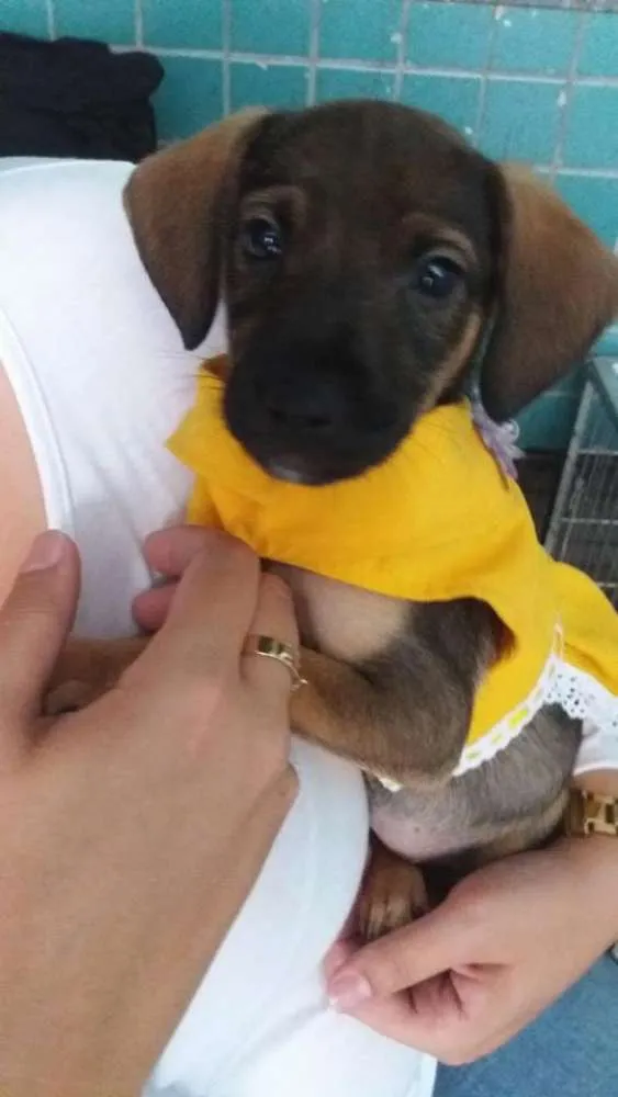 Cachorro ra a SRD idade Abaixo de 2 meses nome Polly