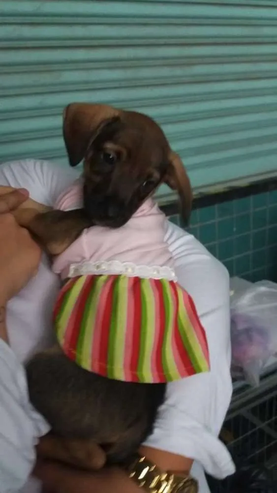 Cachorro ra a SRD idade Abaixo de 2 meses nome Polly